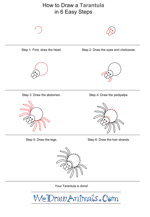 How to Draw a Tarantula for Kids - Step-by-Step Tutorial