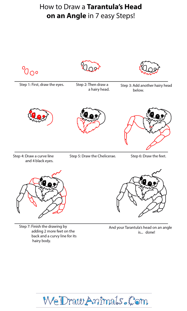 How to Draw a Tarantula Head - Step-by-Step Tutorial