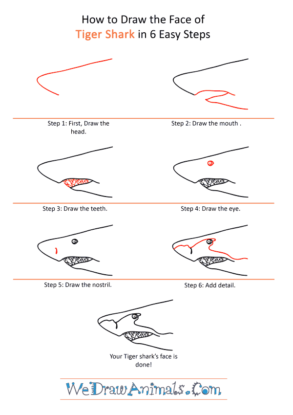 How to Draw a Tiger Face - Step-by-Step Tutorial