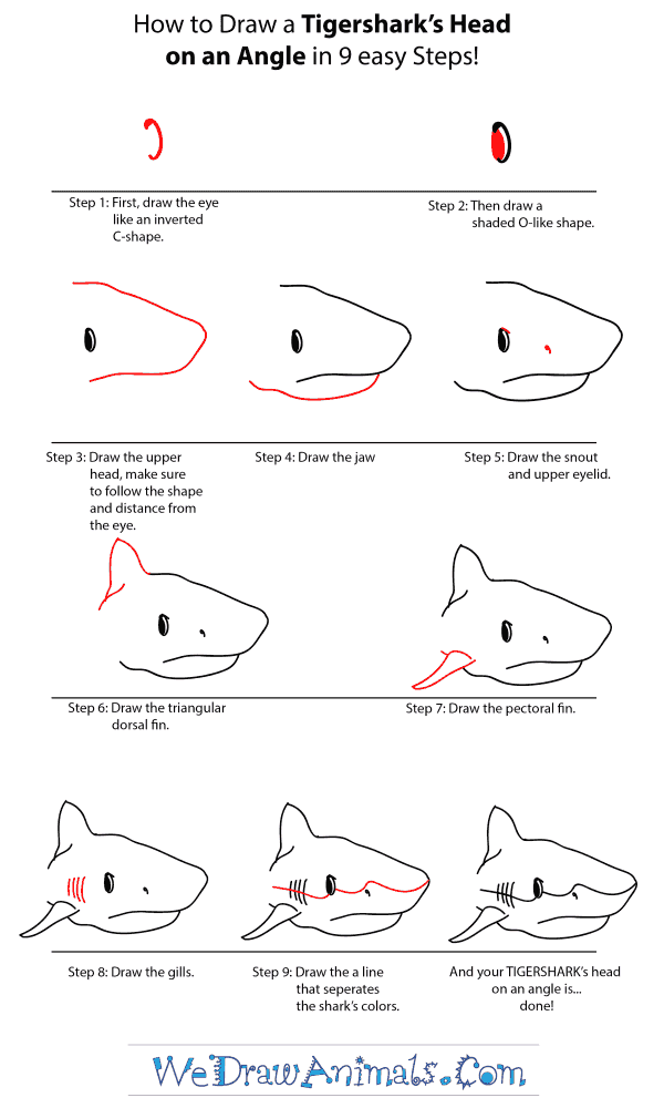 How to Draw a Tiger Shark Head - Step-by-Step Tutorial