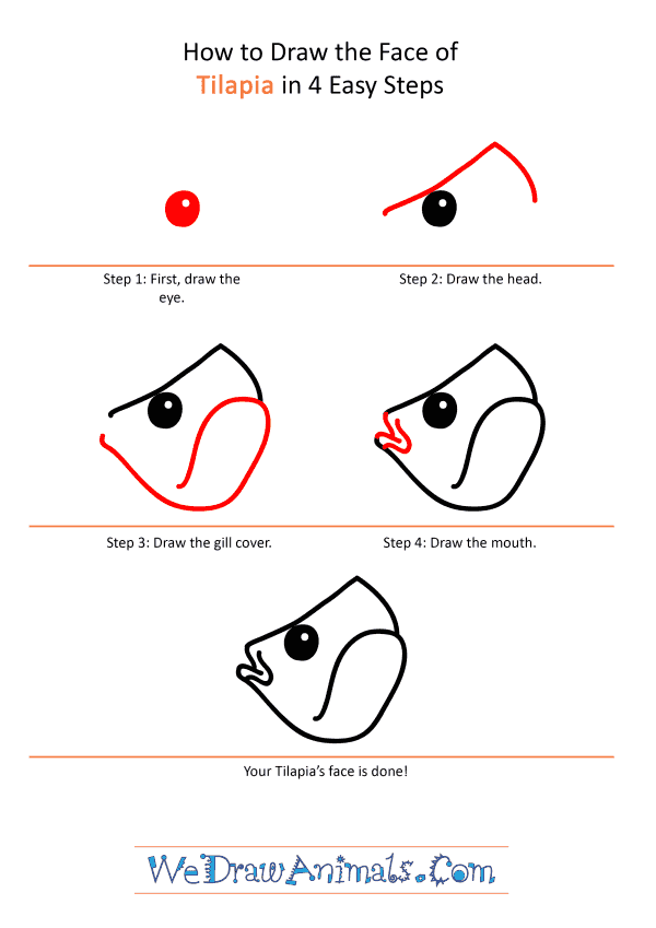 How to Draw a Tilapia Face - Step-by-Step Tutorial