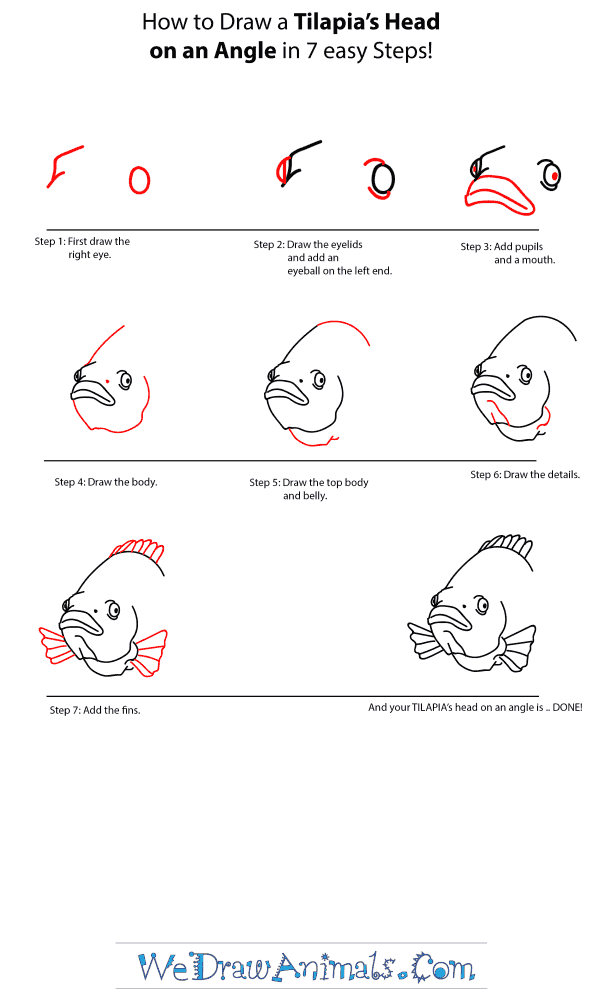 How to Draw a Tilapia Head - Step-by-Step Tutorial