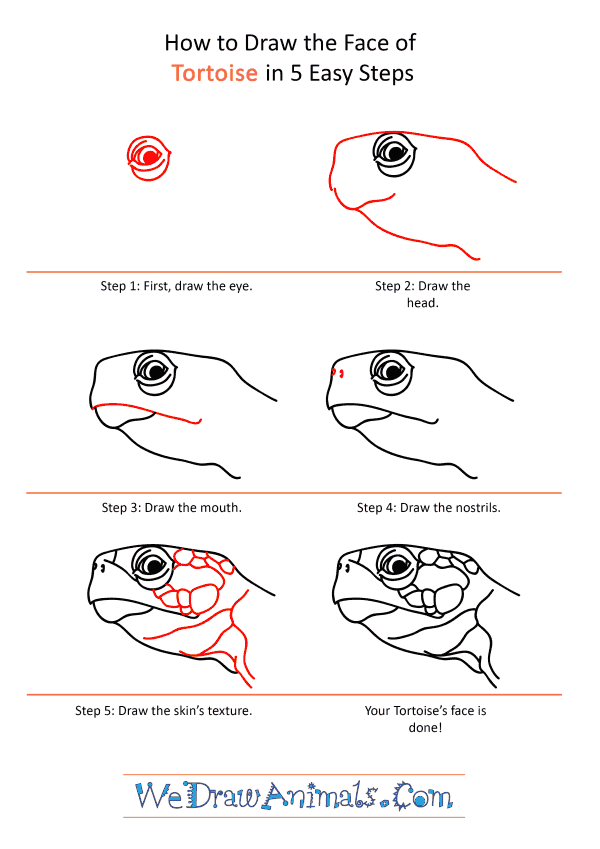 How to Draw a Tortoise Face - Step-by-Step Tutorial