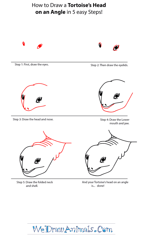 How to Draw a Tortoise Head - Step-by-Step Tutorial