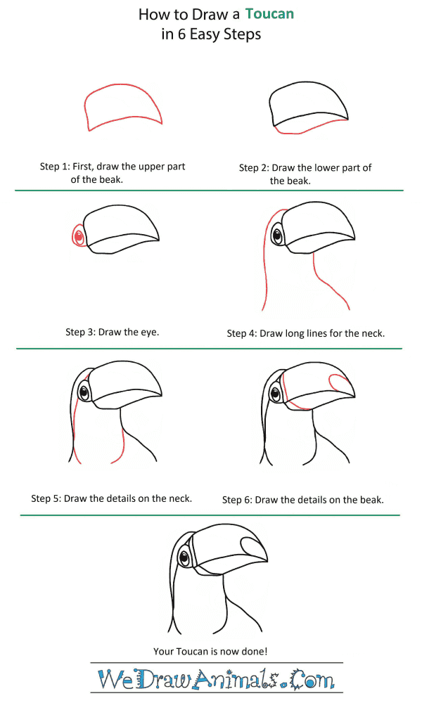 How to Draw a Toucan Head - Step-by-Step Tutorial