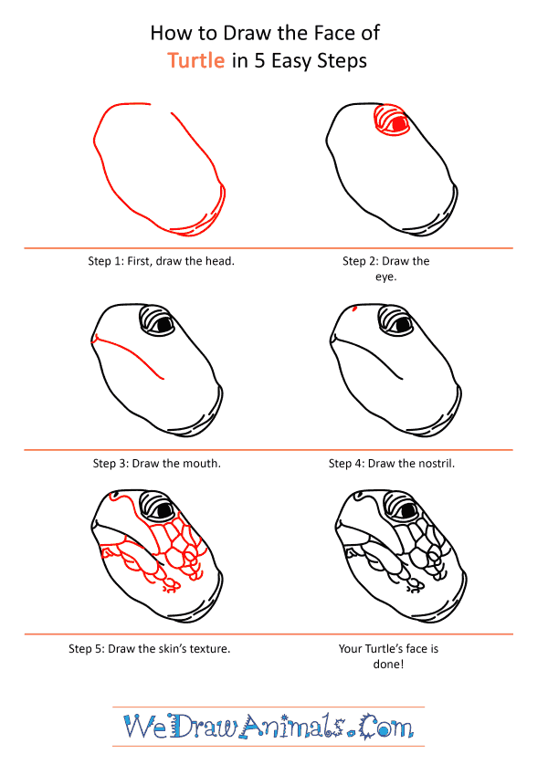 How to Draw a Turtle Face - Step-by-Step Tutorial