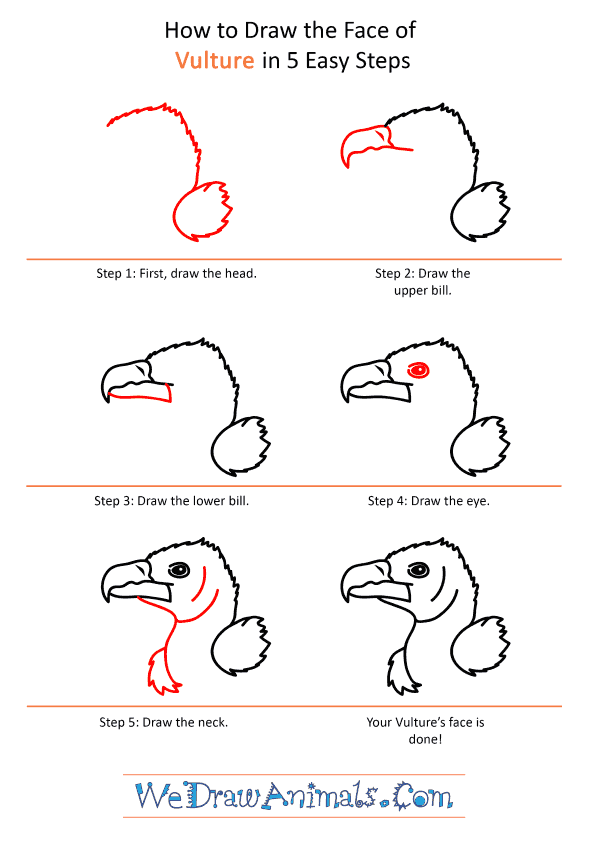 How to Draw a Vulture Face - Step-by-Step Tutorial