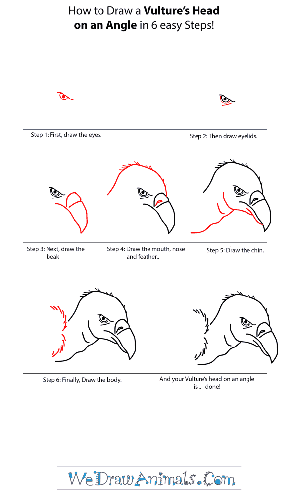 How to Draw a Vulture Head - Step-by-Step Tutorial