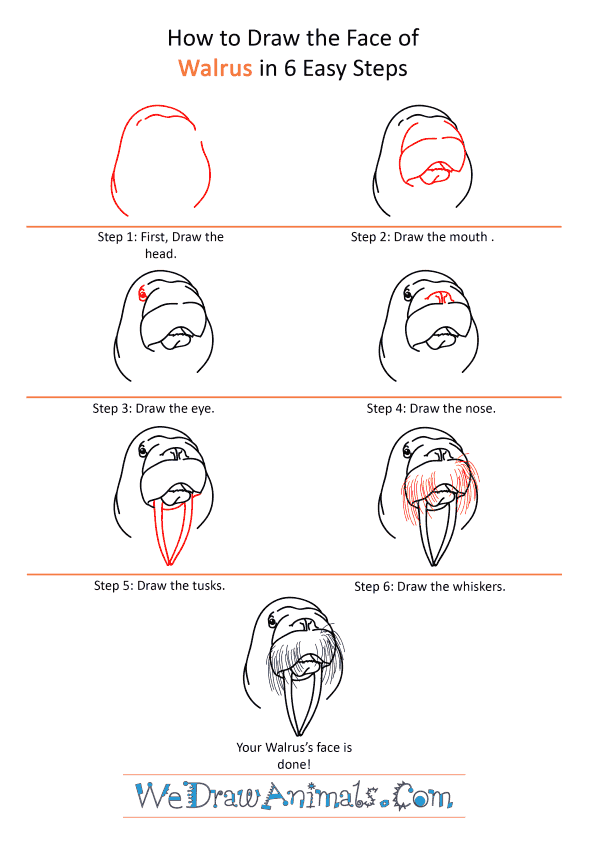 How to Draw a Walrus Face - Step-by-Step Tutorial