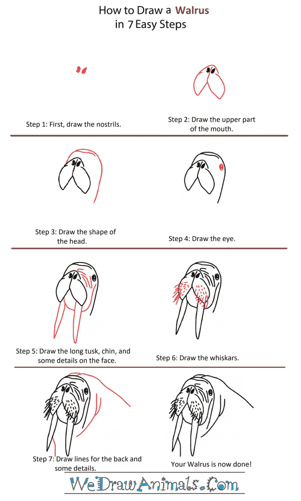 How to Draw a Walrus Head - Step-by-Step Tutorial