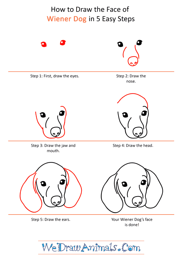 How to Draw a Wiener Dog Face - Step-by-Step Tutorial