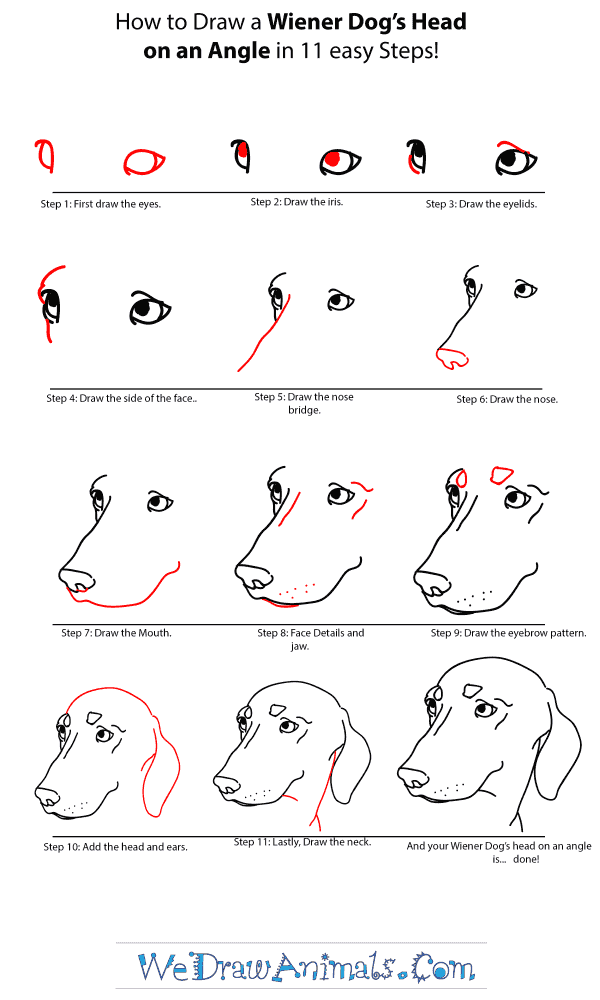 How to Draw a Wiener Dog Head - Step-by-Step Tutorial