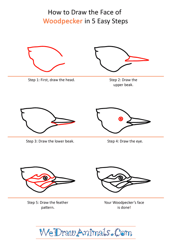 How to Draw a Woodpecker Face - Step-by-Step Tutorial