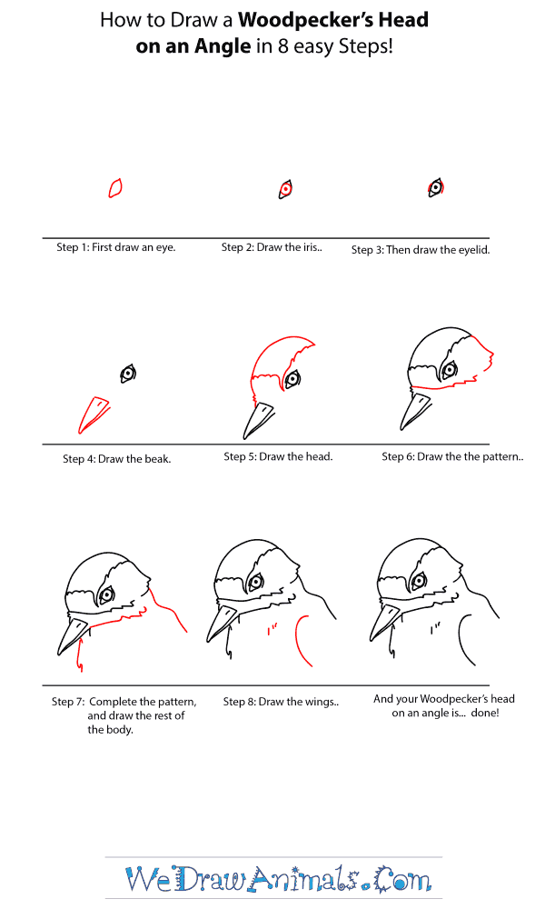 How to Draw a Woodpecker Head - Step-by-Step Tutorial