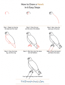 How To Draw A Hawk