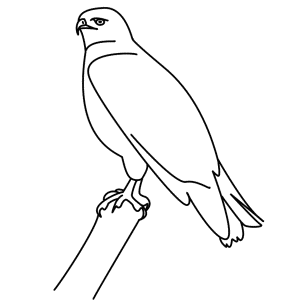 How to Draw A Hawk - Step-by-Step Tutorial