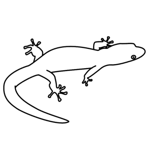 How to Draw A Lizard - Step-by-Step Tutorial