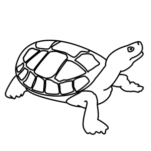 How to Draw A Turtle - Step-by-Step Tutorial