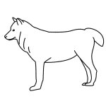 How To Draw A Wolf Face