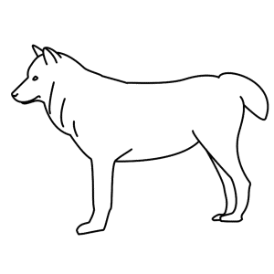 How to Draw A Wolf - Step-by-Step Tutorial