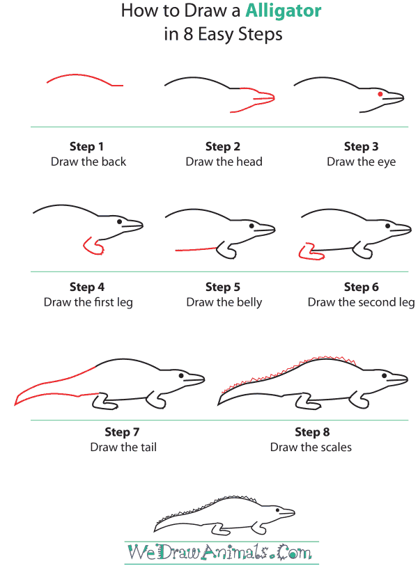 How to Draw an Alligator