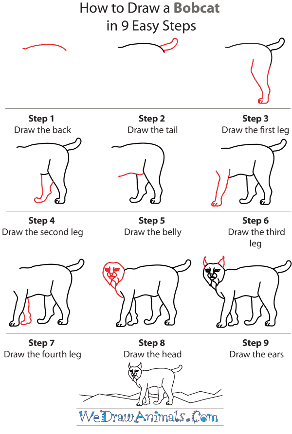 How to Draw a Bobcat