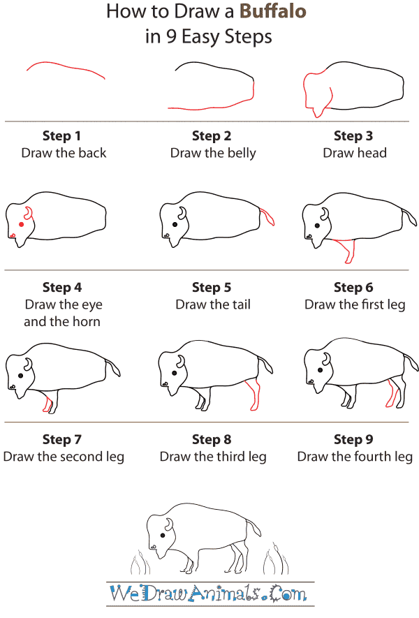 How to Draw a Buffalo