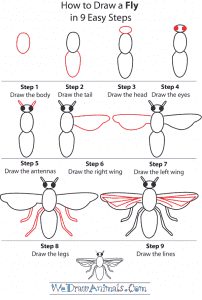 Fly Pattern Draw How to Draw a Fly