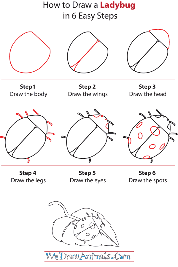 How To Draw A Ladybug - Step-by-Step Tutorial