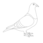 How to Draw a Pigeon