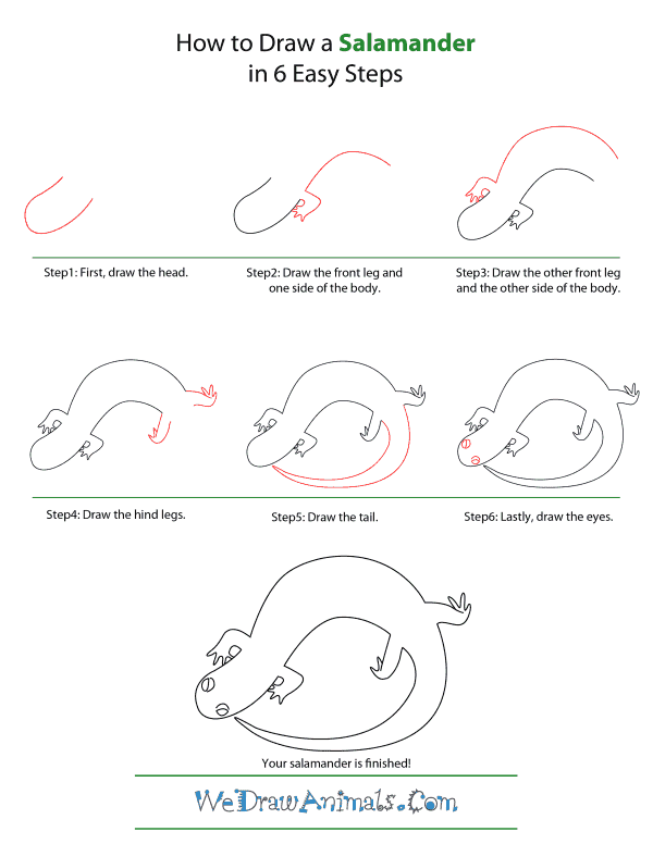 How To Draw A Salamander - Step-by-Step Tutorial