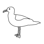 How to Draw a Cartoon Seagull