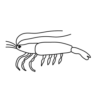 How To Draw A Shrimp - Step-by-Step Tutorial