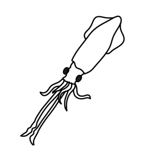 How To Draw A Squid - Step-by-Step Tutorial