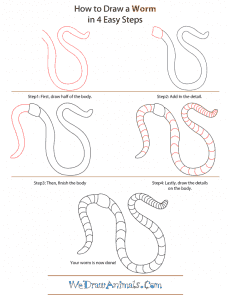 how to draw a python Images High Quality Grahic How to Draw a Worm