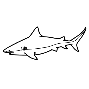 How To Draw A Bull Shark - Step-by-Step Tutorial