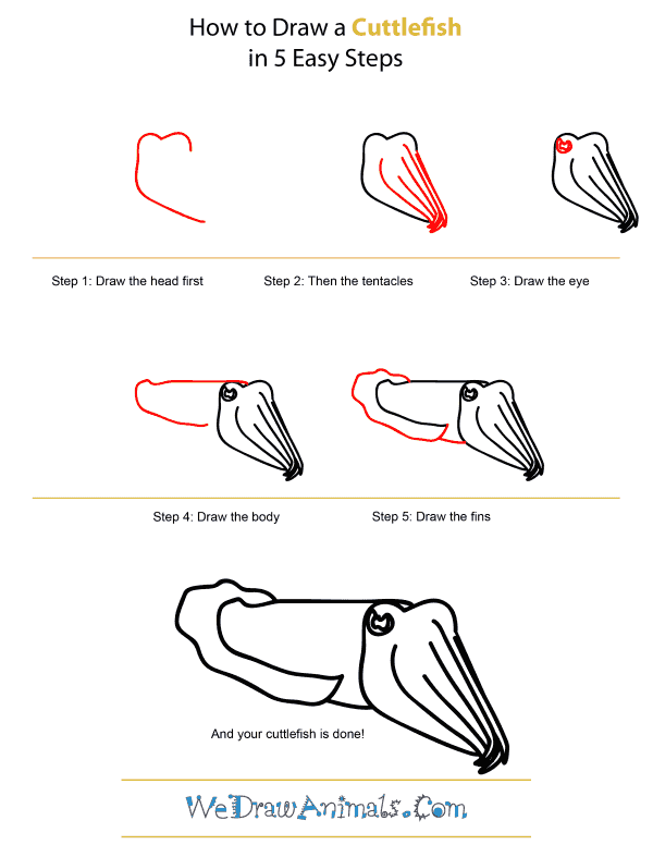 How To Draw A Cuttlefish - Step-by-Step Tutorial