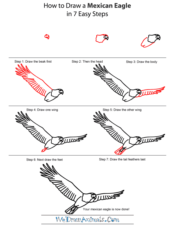 How to Draw a Mexican Eagle