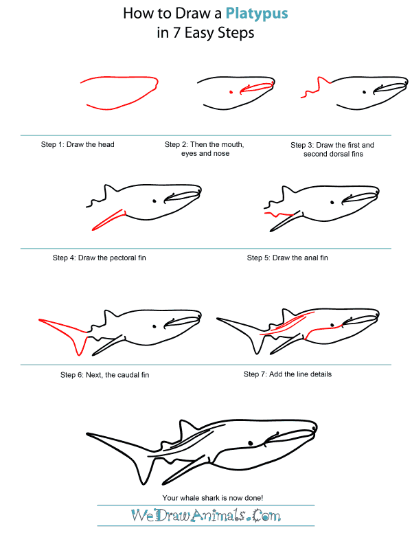 How To Draw A Whale Shark - Step-by-Step Tutorial