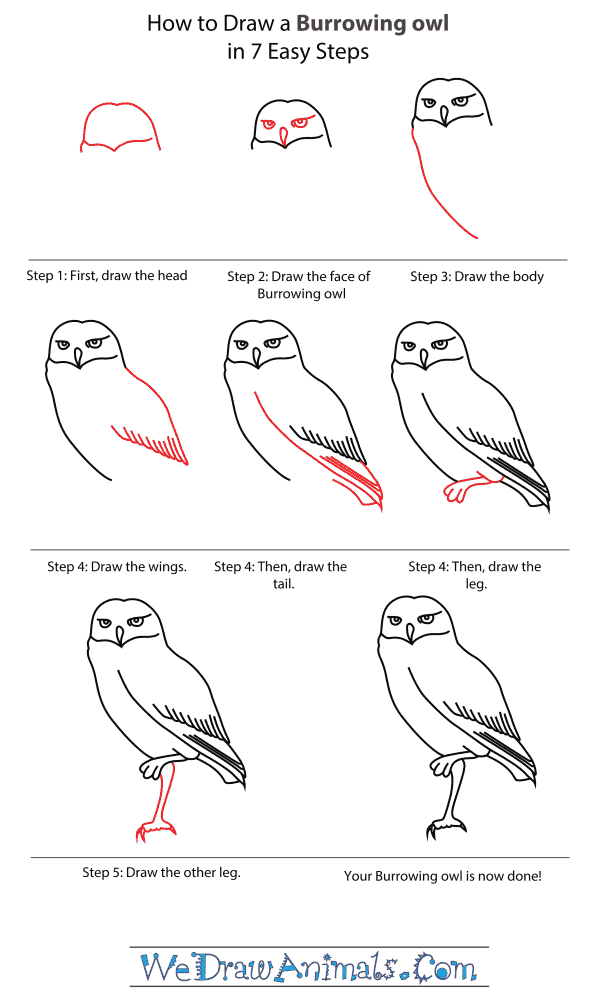 How To Draw A Burrowing Owl - Step-By-Step Tutorial