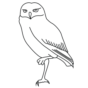 How To Draw A Burrowing Owl - Step-By-Step Tutorial