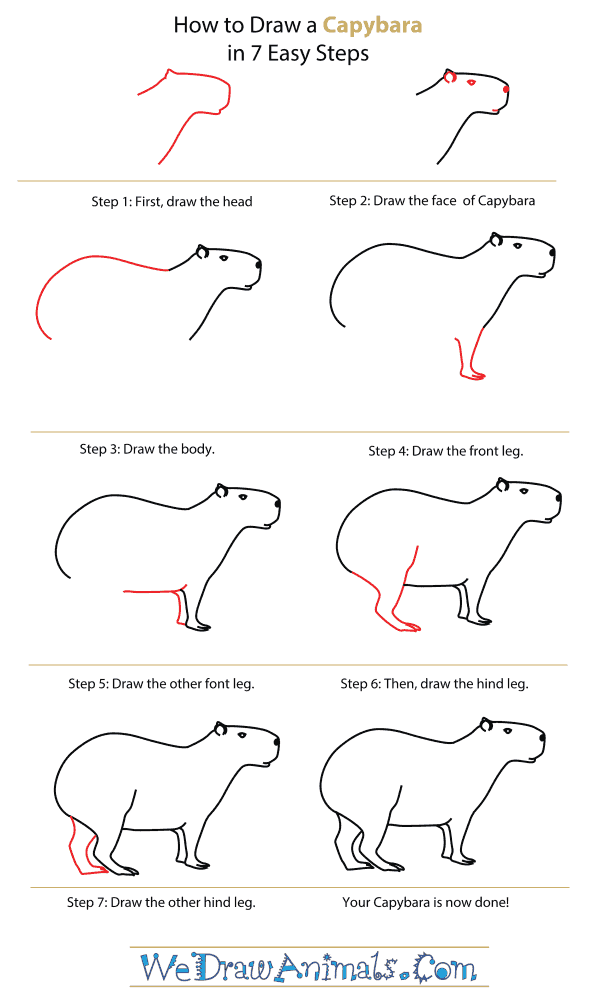 How to Draw a Capybara