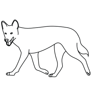 How To Draw A Dingo - Step-By-Step Tutorial