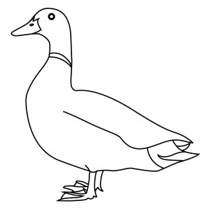 How To Draw A Mallard - Step-By-Step Tutorial