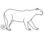 How to Draw a Puma