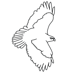 How To Draw A Red Tailed Hawk - Step-By-Step Tutorial