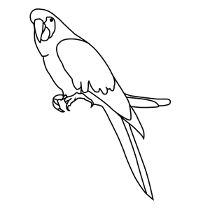 How To Draw A Scarlet Macaw - Step-By-Step Tutorial