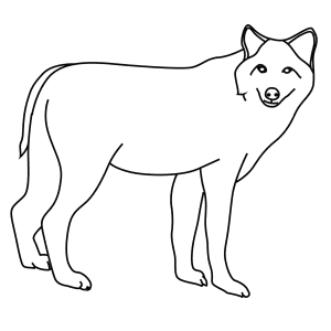 How To Draw A Timber Wolf - Step-By-Step Tutorial