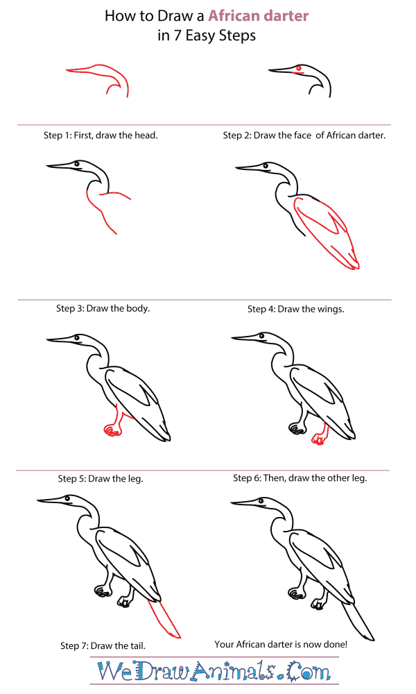 How To Draw An African darter - Step-By-Step Tutorial