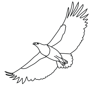 How To Draw An African Fish Eagle - Step-By-Step Tutorial